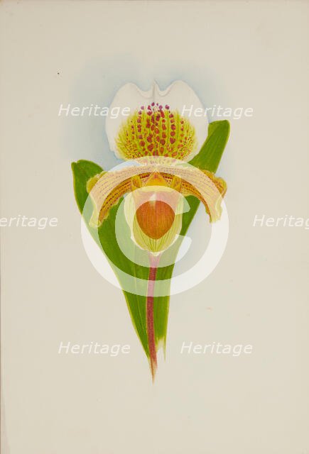 Orchid: Cypridium Insigni, 1906. Creator: Frederick William Bolas.