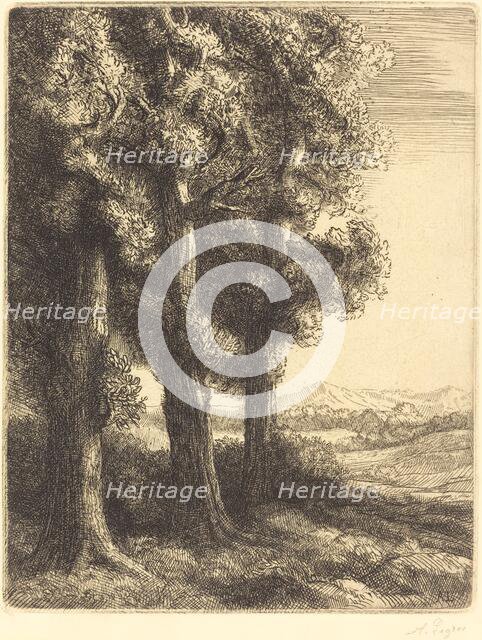 Corner of a Wood (Coin d'un bois). Creator: Alphonse Legros.