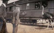 South Africa: two men and an ostrich beside a railway carriage, 1905. Creator: Miss Stower.