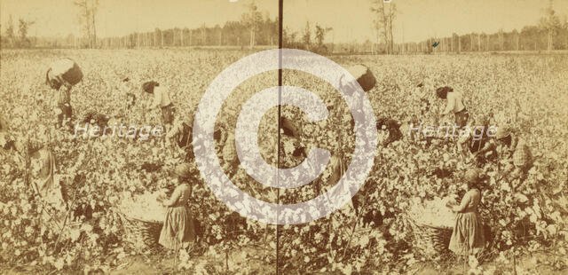 Cotton picking, Mississippi, U.S.A., 1896 (Inferred). Creator: Unknown.