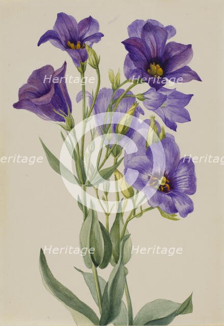 Eustoma russelianum, ca. early 1930s. Creator: Mary Vaux Walcott.