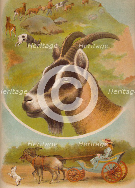 'The Goat', c1900. Artist: Helena J. Maguire.