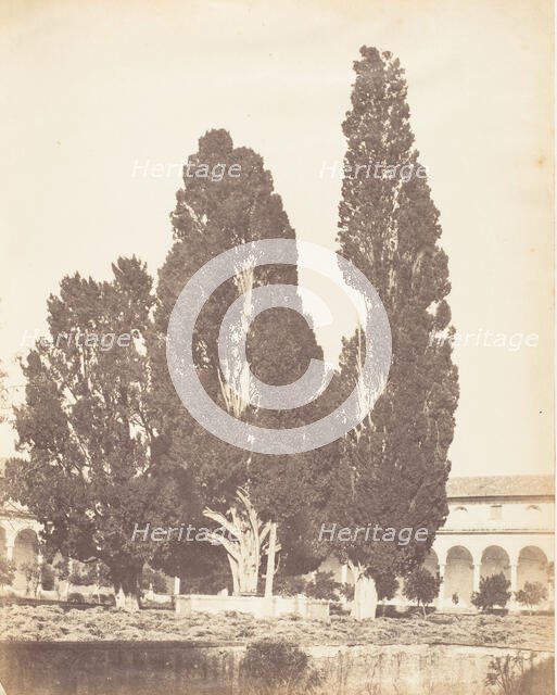 Old Cypress Trees in Carthusian Convent, Rome, 1853-56. Creator: Possibly by Jane Martha St. John.