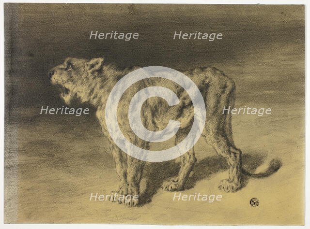 Lioness Roaring, n.d. Creator: Frederik William Zurcher.
