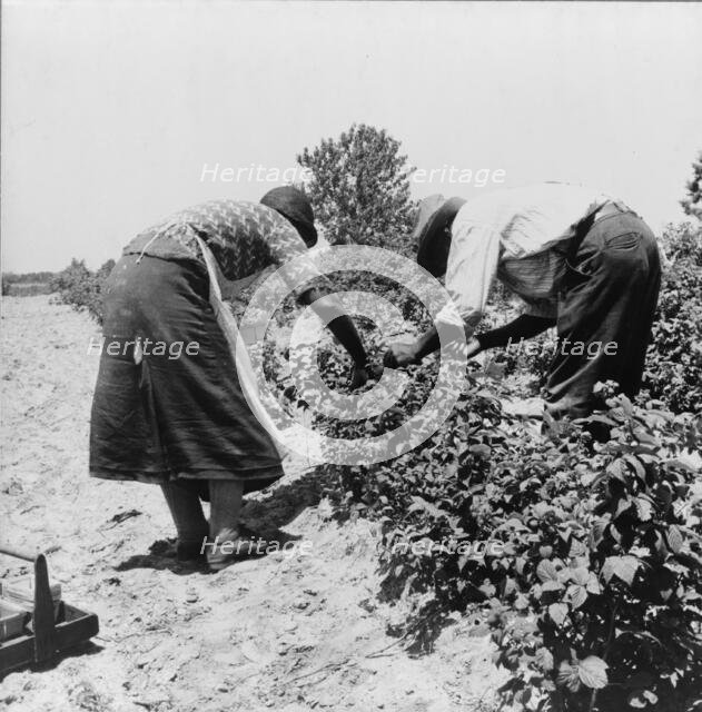 Berry pickers, Southern New Jersey, 1936. Creator: Dorothea Lange.