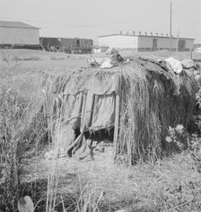Camp of single men during potato harvest, Tulelake, Siskiyou County, California, 1939. Creator: Dorothea Lange.