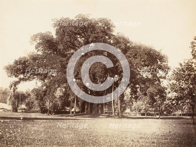 Banian Tree in Commissioner Grote's Garden, Alipoor, Calcutta, 1858-61. Creator: Unknown.