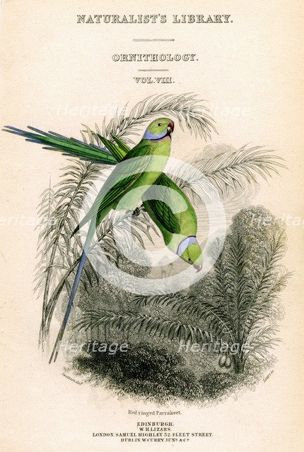 'The Naturalist's Library, Ornithology Vol VIII, Red ringed Parrakeet', c1833-1865.Artist: William Home Lizars