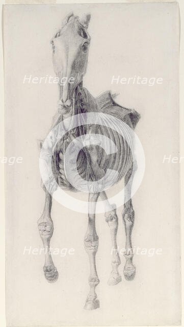 Finished study for 'The Tenth Anatomical Table of the Muscles ... of the Horse', 1756. Creator: George Stubbs.