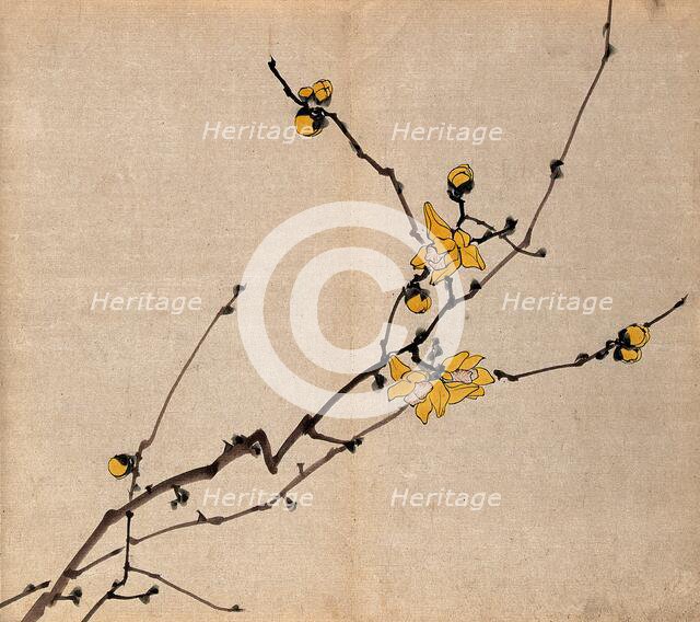 A flowering shrub: branch with yellow flowers on old wood. Creator: Unknown.