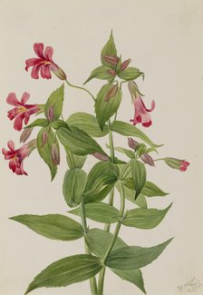 Lewis Monkey Flower (Mimulus lewisii), 1899. Creator: Mary Vaux Walcott.