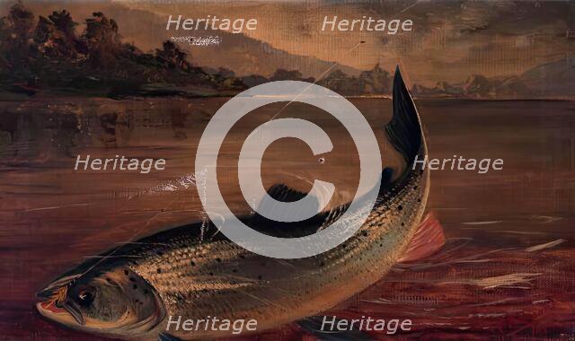 Sea Trout, 1895. Creator: E P Bradly.