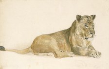 A lioness, c1814-1830. Creator: John Frederick Lewis.