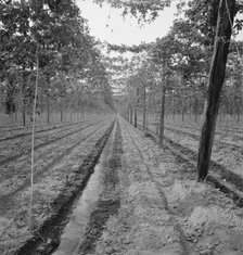 Hop yard, shows poles, wires, irrigation ditch and hop vine..., Yakima Valley, Washington, 1939. Creator: Dorothea Lange.
