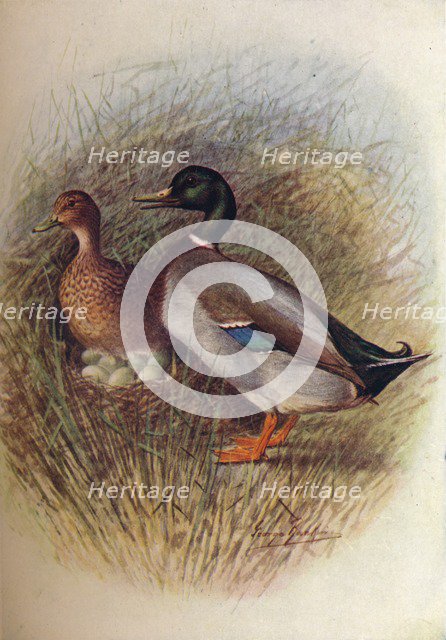 'Mallard or Wild-Duck - An'as bos'cas', c1910, (1910). Artist: George James Rankin.