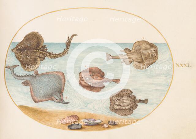 Animalia Aqvatilia et Cochiliata (Aqva): Plate XXXI, c. 1575/1580. Creator: Joris Hoefnagel.