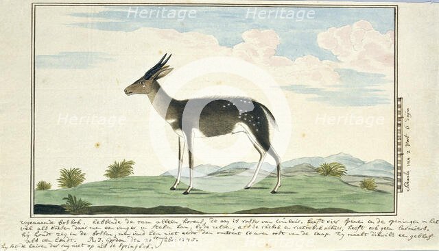 Tragelaphus scriptus (Bushbuck), 1778. Creator: Robert Jacob Gordon.