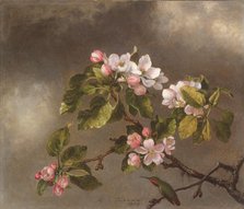 Hummingbird and Apple Blossoms, 1875. Creator: Martin Johnson Heade.