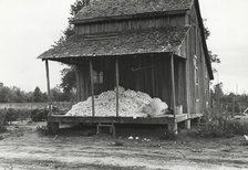 Cotton on porch of sharecropper's home, Maria plantation, Arkansas, October 1935. Creators: Farm Security Administration, Ben Shahn.