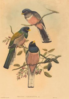 Trogan variegatus, probably 1836/1838. Creators: John Gould, William Matthew Hart.