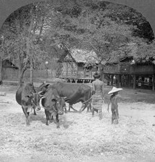 Threshing rice, Amarapura, Burma, 1908. Artist: Stereo Travel Co