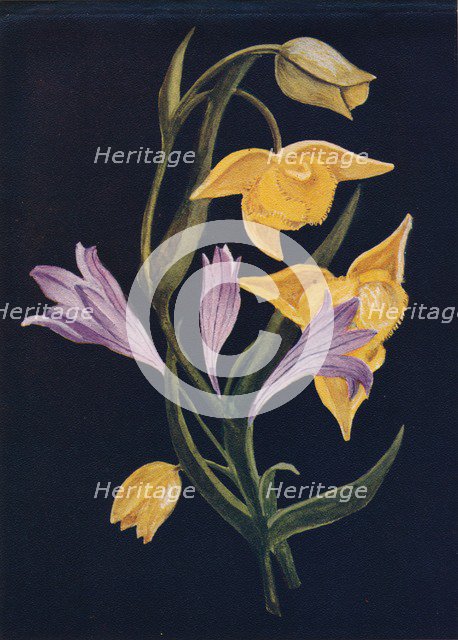 'Diogenes Lantern & Harvest Brodiaea',  c1915, (1915). Artist: Emma Graham Clock.