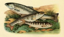 Atlantic salmon - Grilse, Smolt and Parr, 1887, (1946).  Creator: Unknown.
