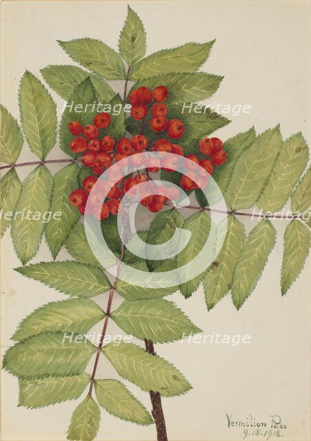 Western Mountain Ash (Sorbus sambucifolia), 1918. Creator: Mary Vaux Walcott.