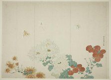 Three Types of Chrysanthemums, Japan, c. 1790. Creator: Kitao Shigemasa.