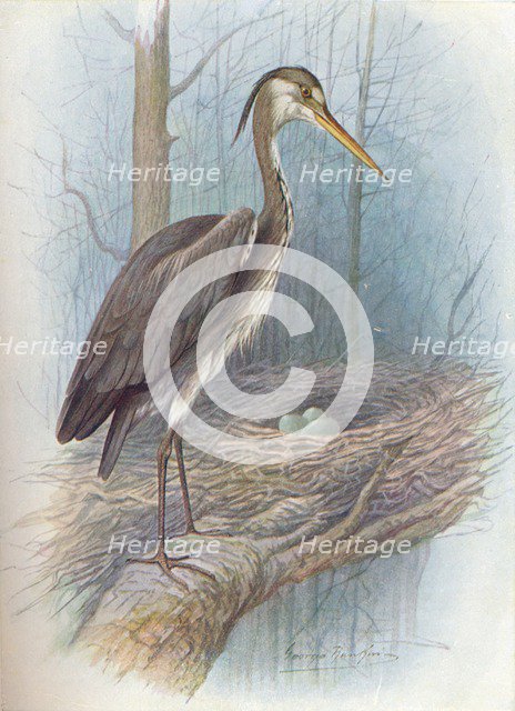 'Heron - Ar'dea cine'rea', c1910, (1910). Artist: George James Rankin.