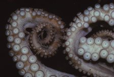 Octopus (Octopus vulgaris), Tentacles, 20th century. Artist: CM Dixon.
