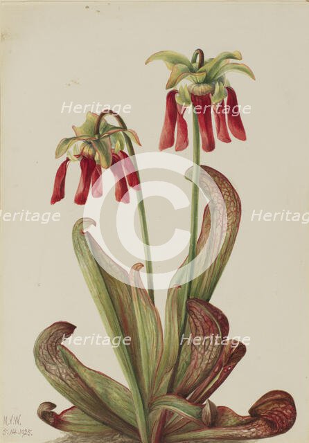 Parrot Pitcherplant (Sarracenia psittacina), 1925. Creator: Mary Vaux Walcott.