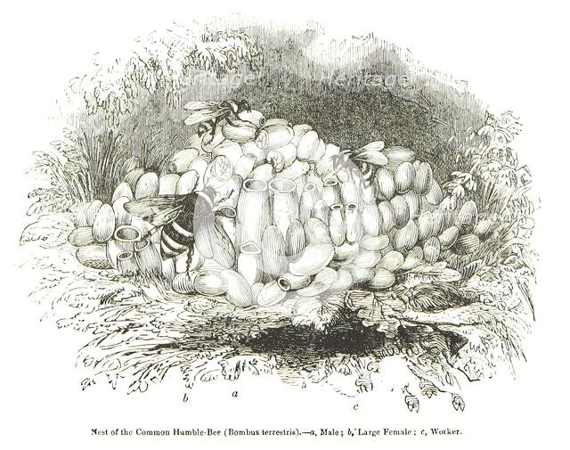 Nest of the Common Humble-Bee (Bombus terrestris), 1850. Creator: Unknown.