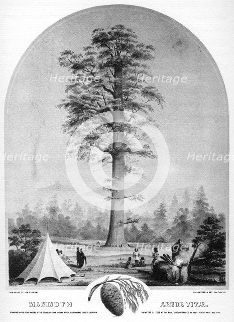 A tall tree, California, USA, 19th century (1937).Artist: Britton & Rey