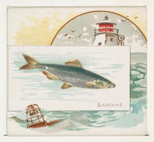 Sardine, from Fish from American Waters series (N39) for Allen & Ginter Cigarettes, 1889. Creator: Allen & Ginter.