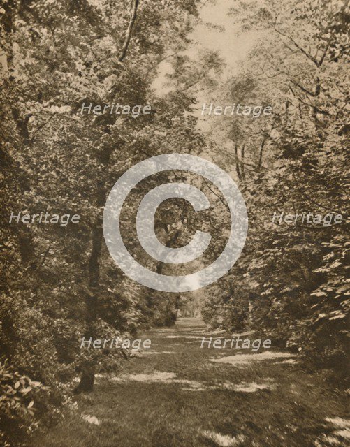 'A Woodland Glade Within A Few Hundred Yards of the Earl's Court Road', c1935. Creator: King.