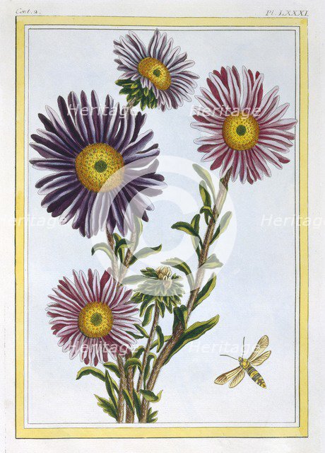 La Reine Marguerite (Aster),  pub. 1776. Creator: Pierre Joseph Buchoz (1731-1807).