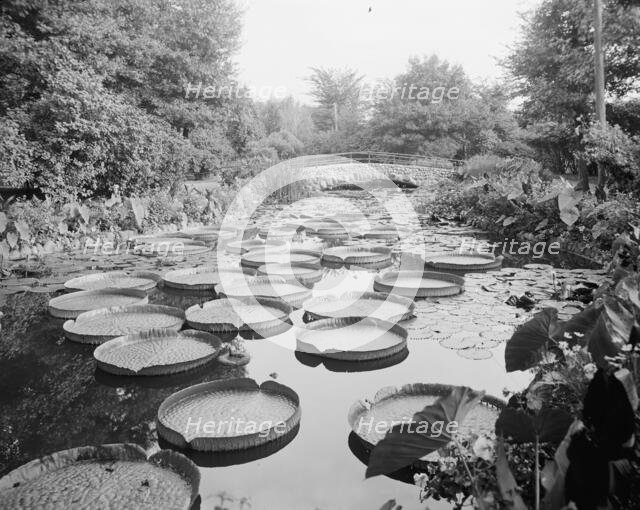 Lily pond, Como Park, St. Paul, Minn., c1905. Creator: Unknown.