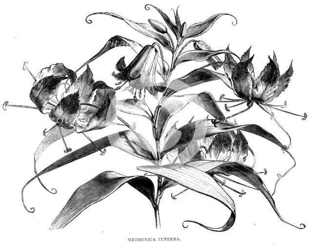 'Abyssinian Wild Flowers; A journey through Soudan and Western Abyssinia, with Reminiscences...1875. Creator: Unknown.