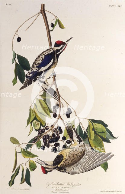 The yellow-bellied sapsucker. From "The Birds of America", 1827-1838. Creator: Audubon, John James (1785-1851).