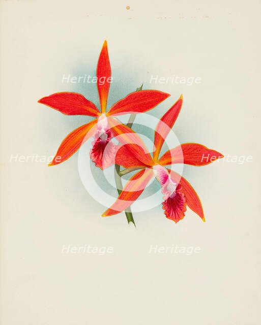 Orchid: Laelia cinnabrosa magnifica, 1907. Creator: Frederick William Bolas.