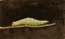 Larger Spotted Beach Leaf Edge Caterpillar..., late 19th-early 20th century. Creator: Emma Beach Thayer.