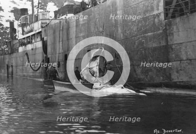 Whaling, Magdalene Bay, Spitzbergen, Norway, 1929. Artist: Unknown