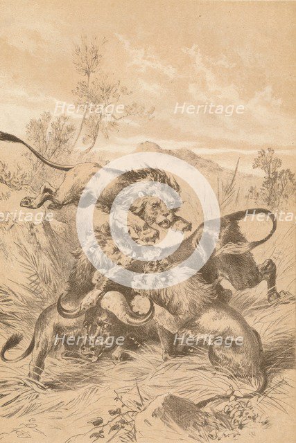 'Lions Attacking A Buffalo', c1880. Artist: Unknown.
