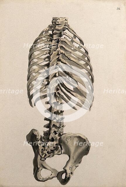 Bones of the trunk: back view, 1830-1835. Creator: Unknown.