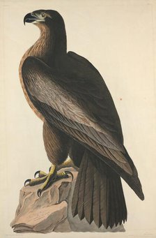 The Bird of Washington or Great American Sea Eagle, 1827. Creator: Robert Havell.