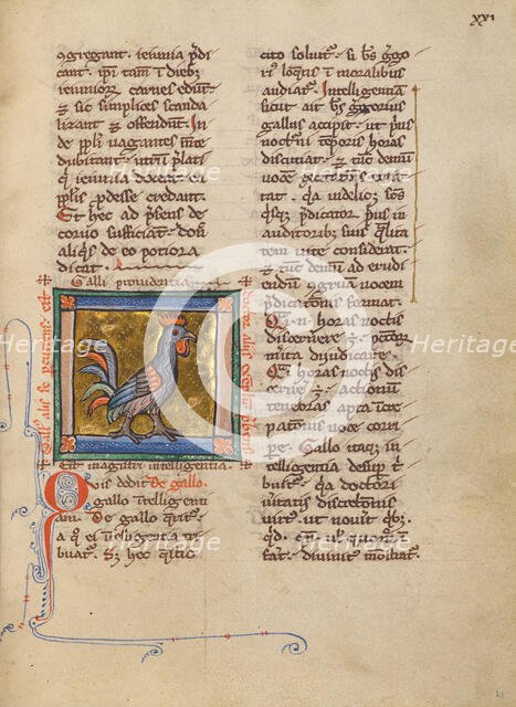 A Rooster; Bestiary, about 1270. Creator: Unknown.