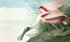 Roseate Spoonbill,  Platalea Ajaja, 1845.