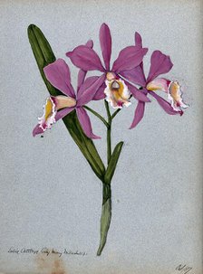An orchid hybrid (Laelia x Cattleya "Lady Mary Measures"): flowering stem and leaves, 1907. Creator: Unknown.