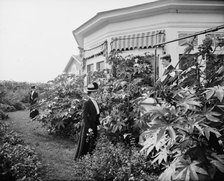 Foliage and east window of officers' club, National Cash Register [Company], Dayton, Ohio, (1902?). Creator: William H. Jackson.